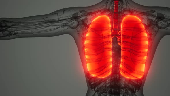 Science Anatomy Scan of Human Lungs alt