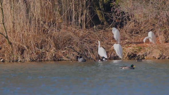 Group of herons shore of an island located in a small lake