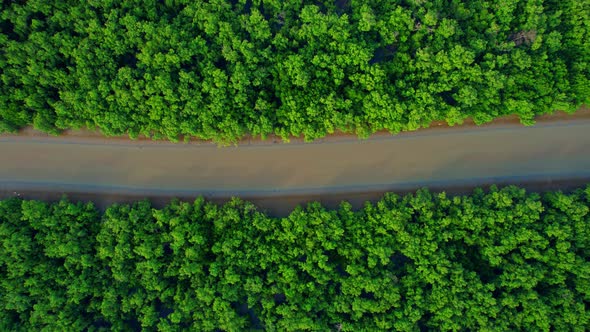 Aerial view from a drone over a green forest in a mangrove forest