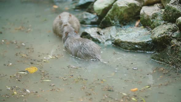 Nutria Swims in Its Pond