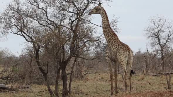 giraffe eats then walks away