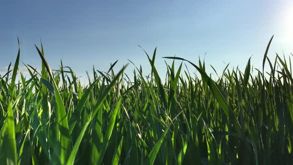 Wind On The Green Grass Fields 2