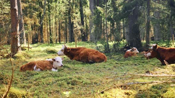 Highland Cattle Sitting in Forest Resting and Chewing All Time