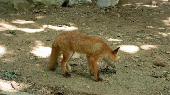 Young red fox in the wild.