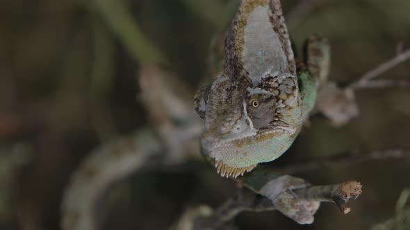 Chameleon feeding in captivity with handlers in slow motion