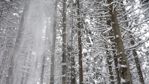 Snow Falls From The Tree Tops