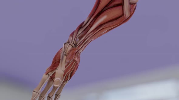 Male Arm Muscle Structure Anatomy