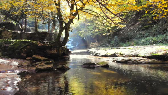 Dry Tree Leaves on Stream in Autumn Forest