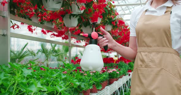 Close Up of Woman Watering Beautiful Flowers at Greenhouse