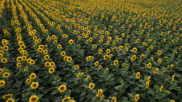 Drone Video of Sunflower Field