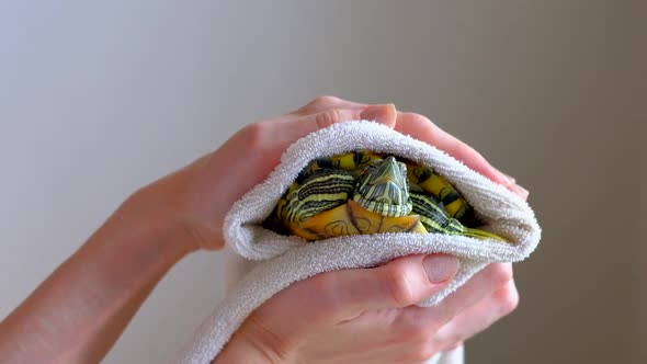 Female Hands Drying Redeared Turtle In White Towel After Washing In Bathtub