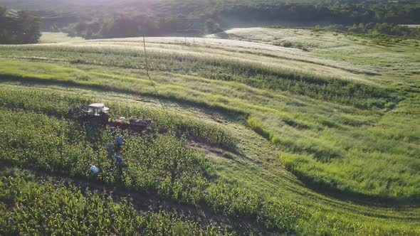 Aerial orbit of tractor and corn wagon in corn field with workers on a summer morning.