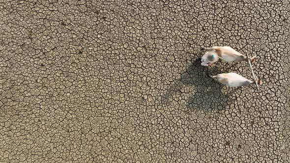 Aerial view of a farmer in a dry field with cattle, Bangladesh.