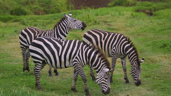 three little zebras walking and eating grass on a green field in the african savanna on a safari