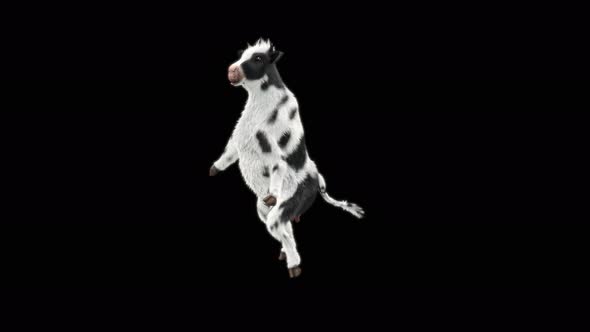 Cow Dance 4K