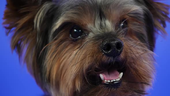 Frontal Portrait of a Yorkshire Terrier on a Blue Background in the Studio