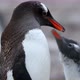 CU Gentoo penguin (Pygoscelis papua) feeding chick at Neko Harbor, Antarctic Peninsula, Antarctica - VideoHive Item for Sale