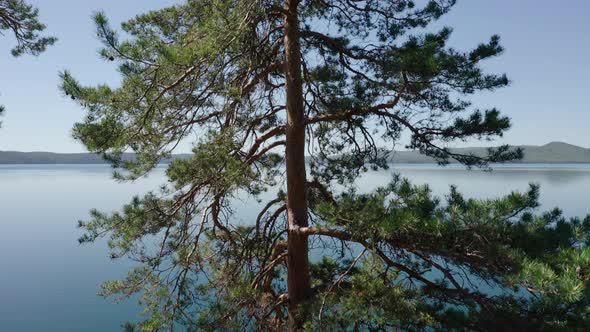 Aerial View; Drone Moving Forward Between Coniferous Trees