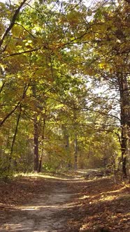 Vertical Video Trees in the Autumn Forest in the Afternoon