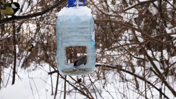 Eurasian Bullfinch female