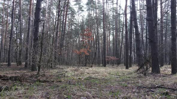 Forest Landscape Aerial View Slow Motion