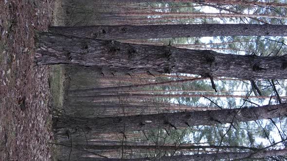 Vertical Video of Trees in a Pine Forest Slow Motion