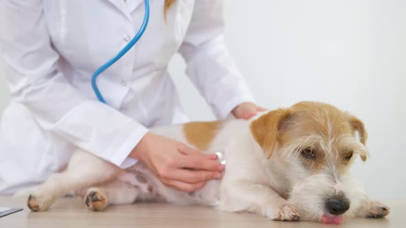 A girl in a white coat listens to a Jack Russell Terrier with a stethoscope