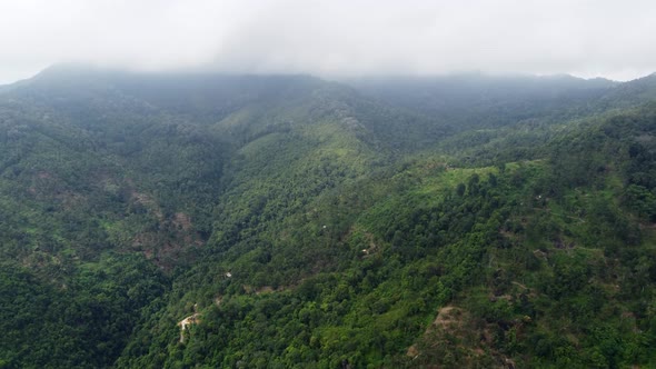 Aerial fly over plantation in misty day