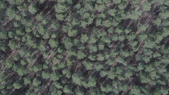 Vertical Video of Green Pine Forest By Day Aerial View