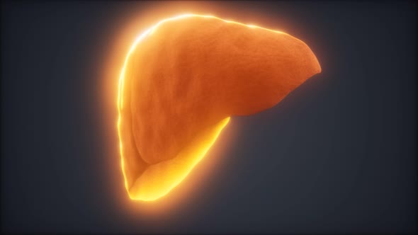 Loop 3d Rendered Medically Accurate Animation of the Human Liver