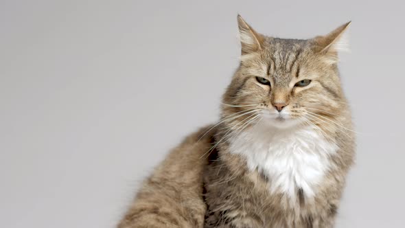 cute cat lying on gray studio background, fluffy Siberian cat looking up