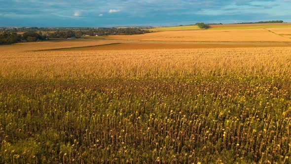 Aerial Footage Drone Flight Over Yellow Field of Corn in Ukraine Rural Agricultural Countryside