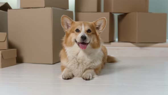 A Cute Dog Sitting Near the Big Boxes. A Quick Delivery. A Delivery of Orders From Online Shops