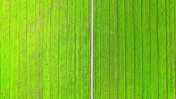 Drone flying over the beautiful rice field scenery. nature green pattern