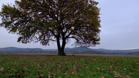 Lonely Oak Tree in the Natural Wild Meadow