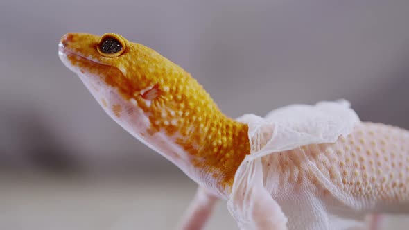 close up leopard gecko with molt she try to pulls the shedding skin off of to eat it