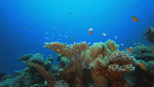 Tropical Colourful Underwater Ambience