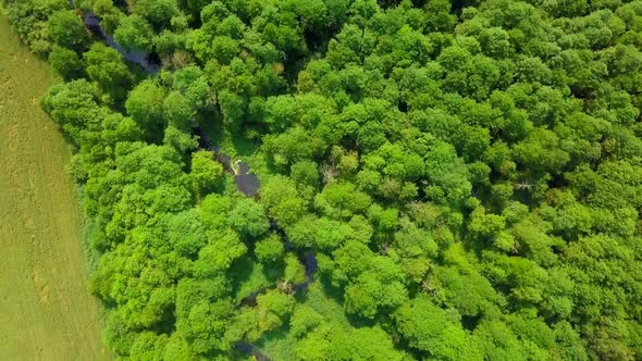 Flight Over Green Summer Forest and Wild River