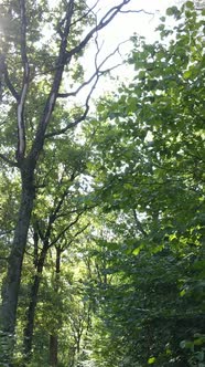 Vertical Video of a Beautiful Natural Landscape in the Forest During the Day