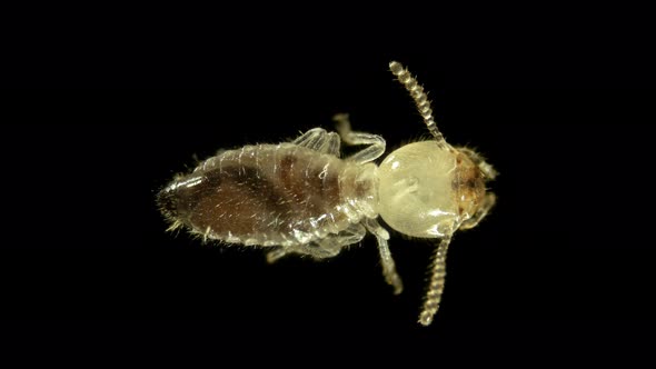 Termite (Isoptera) Reticulitermes Speratus Under a Microscope, Family Rhinotermitidae