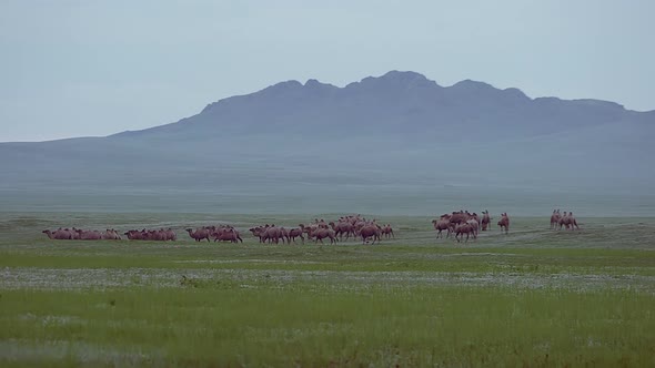 Herd of Wild Camel Free-Roaming Freely in Steppe of Asia
