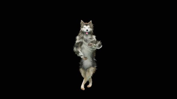 Dog Dance HD