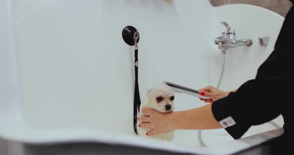 Washing the Dog in the Grooming Salon