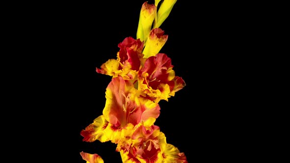 Time lapse of Opening Yellow Gladiolus Flower