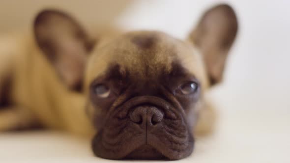 A Cute French Bulldog Puppy