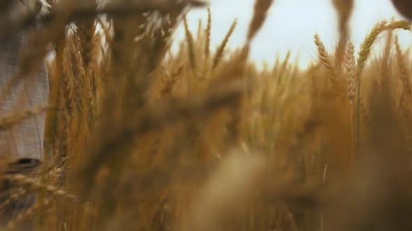 Bride and Groom Holding Hands Walking in a Wheat Field Rear View