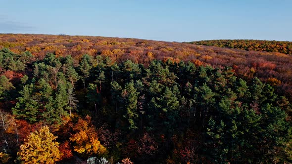 Autumn Forest Scenery Drone Footage