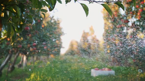 Apple Garden