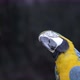 blue and yellow Macaw, Ara ararauna - VideoHive Item for Sale