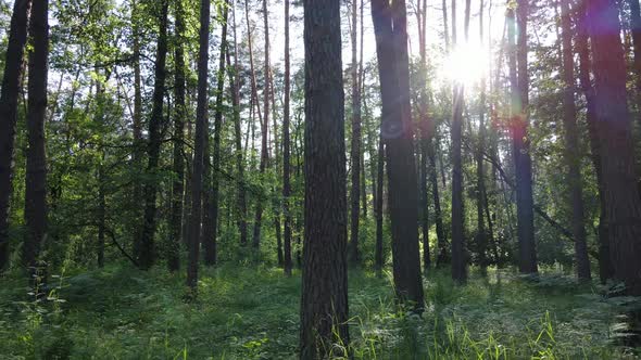 Trees in the Forest By Summer Day